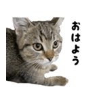 猫の征十郎2（個別スタンプ：17）