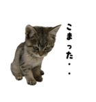 猫の征十郎2（個別スタンプ：18）