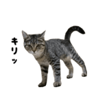 猫の征十郎2（個別スタンプ：19）