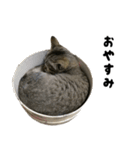 猫の征十郎2（個別スタンプ：21）