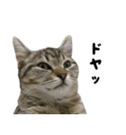 猫の征十郎2（個別スタンプ：22）