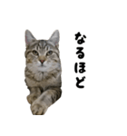 猫の征十郎2（個別スタンプ：23）