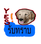Noo Mee Ngern Paa Ruay（個別スタンプ：8）