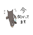 雑種犬のあきさん（個別スタンプ：11）
