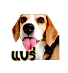 Beagle Sam Saeb（個別スタンプ：2）
