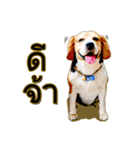 Beagle Sam Saeb（個別スタンプ：3）