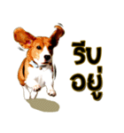 Beagle Sam Saeb（個別スタンプ：4）