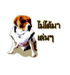 Beagle Sam Saeb（個別スタンプ：5）