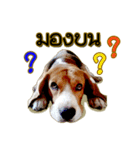 Beagle Sam Saeb（個別スタンプ：7）