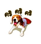 Beagle Sam Saeb（個別スタンプ：9）