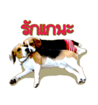 Beagle Sam Saeb（個別スタンプ：11）