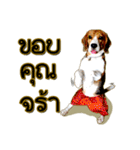 Beagle Sam Saeb（個別スタンプ：12）