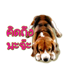 Beagle Sam Saeb（個別スタンプ：13）