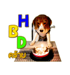 Beagle Sam Saeb（個別スタンプ：15）