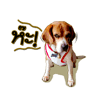 Beagle Sam Saeb（個別スタンプ：16）
