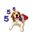 Beagle Sam Saeb（個別スタンプ：17）