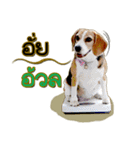 Beagle Sam Saeb（個別スタンプ：18）