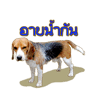 Beagle Sam Saeb（個別スタンプ：19）