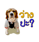 Beagle Sam Saeb（個別スタンプ：20）