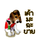 Beagle Sam Saeb（個別スタンプ：22）