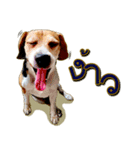 Beagle Sam Saeb（個別スタンプ：23）