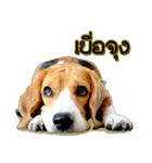 Beagle Sam Saeb（個別スタンプ：24）