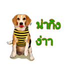 Beagle Sam Saeb（個別スタンプ：25）
