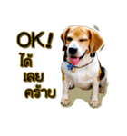 Beagle Sam Saeb（個別スタンプ：26）