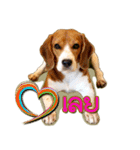Beagle Sam Saeb（個別スタンプ：27）