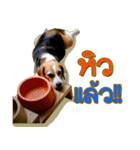 Beagle Sam Saeb（個別スタンプ：28）