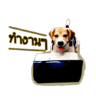 Beagle Sam Saeb（個別スタンプ：29）