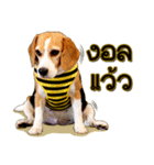Beagle Sam Saeb（個別スタンプ：30）