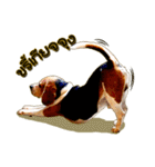 Beagle Sam Saeb（個別スタンプ：31）
