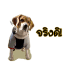 Beagle Sam Saeb（個別スタンプ：32）