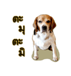 Beagle Sam Saeb（個別スタンプ：33）