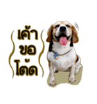 Beagle Sam Saeb（個別スタンプ：35）
