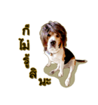 Beagle Sam Saeb（個別スタンプ：38）