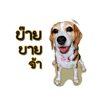 Beagle Sam Saeb（個別スタンプ：39）
