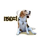Beagle Sam Saeb（個別スタンプ：40）