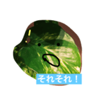おねがいがあります（個別スタンプ：21）