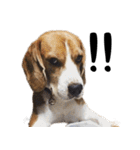 Chanom Dog Der（個別スタンプ：1）