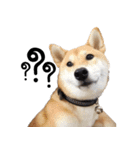 Chanom Dog Der（個別スタンプ：2）
