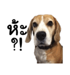 Chanom Dog Der（個別スタンプ：3）
