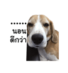 Chanom Dog Der（個別スタンプ：4）