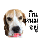 Chanom Dog Der（個別スタンプ：5）