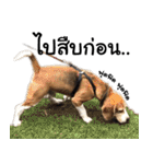 Chanom Dog Der（個別スタンプ：6）