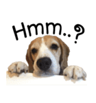 Chanom Dog Der（個別スタンプ：7）