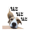 Chanom Dog Der（個別スタンプ：8）