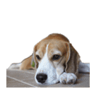 Chanom Dog Der（個別スタンプ：9）