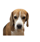 Chanom Dog Der（個別スタンプ：10）